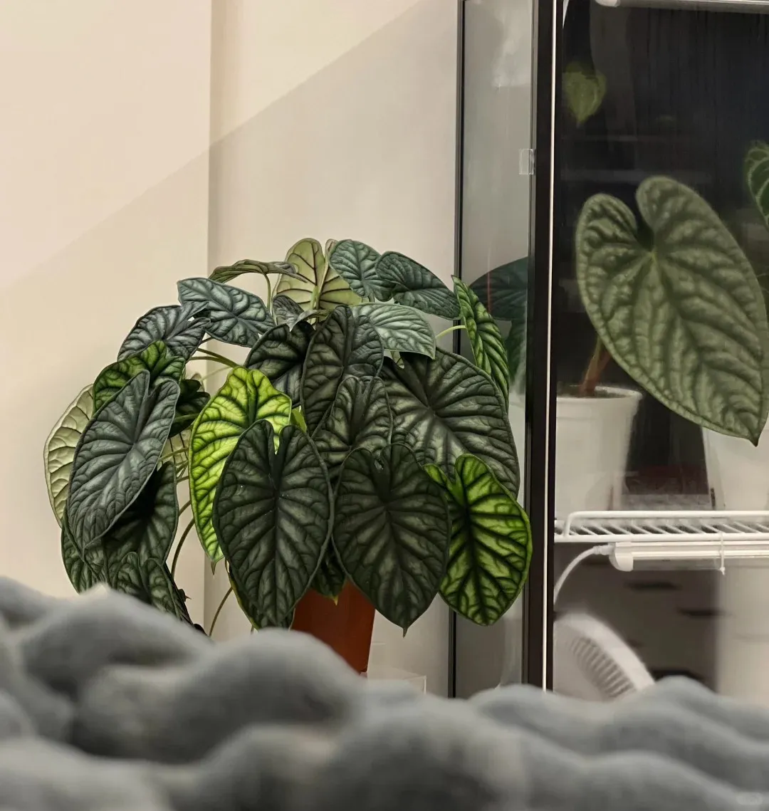 Large, mature Alocasia Dragon Scale growing indoors with dense foliage and strong contrast between new and old leaves.