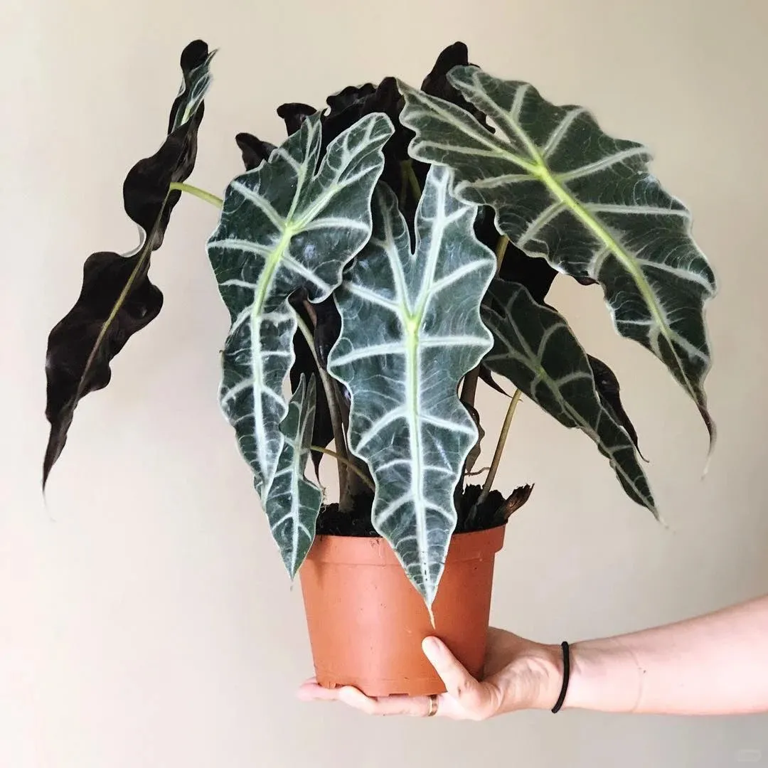 A mature Alocasia Polly houseplant with large arrow-shaped leaves and bold white venation, held in one hand.