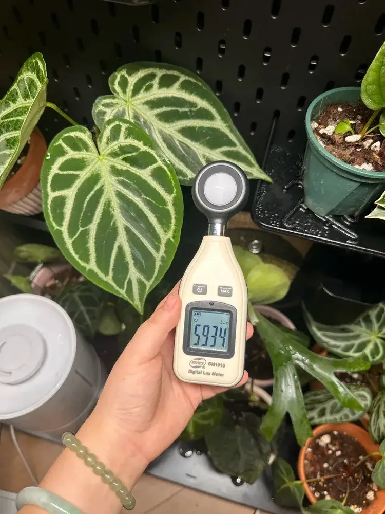 dedicated light meter