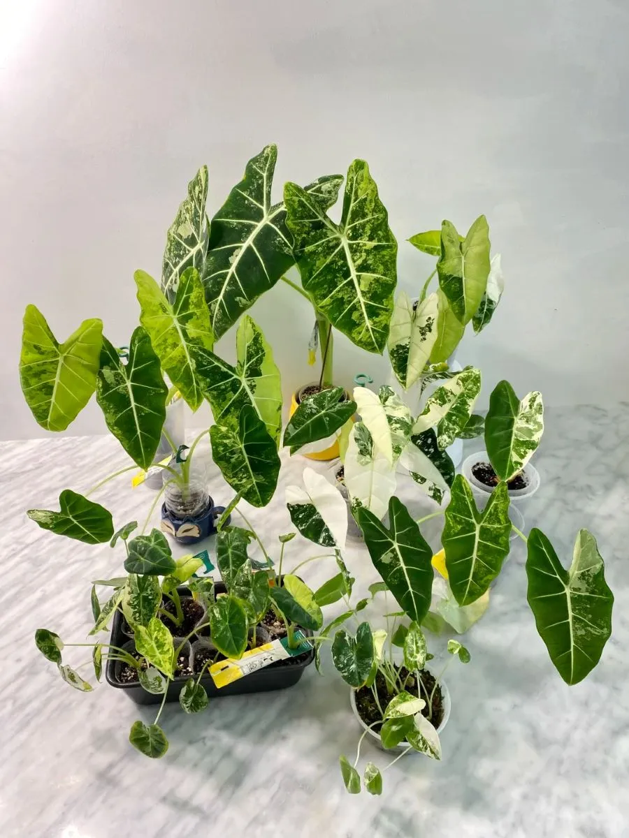 alocasiaplant.com