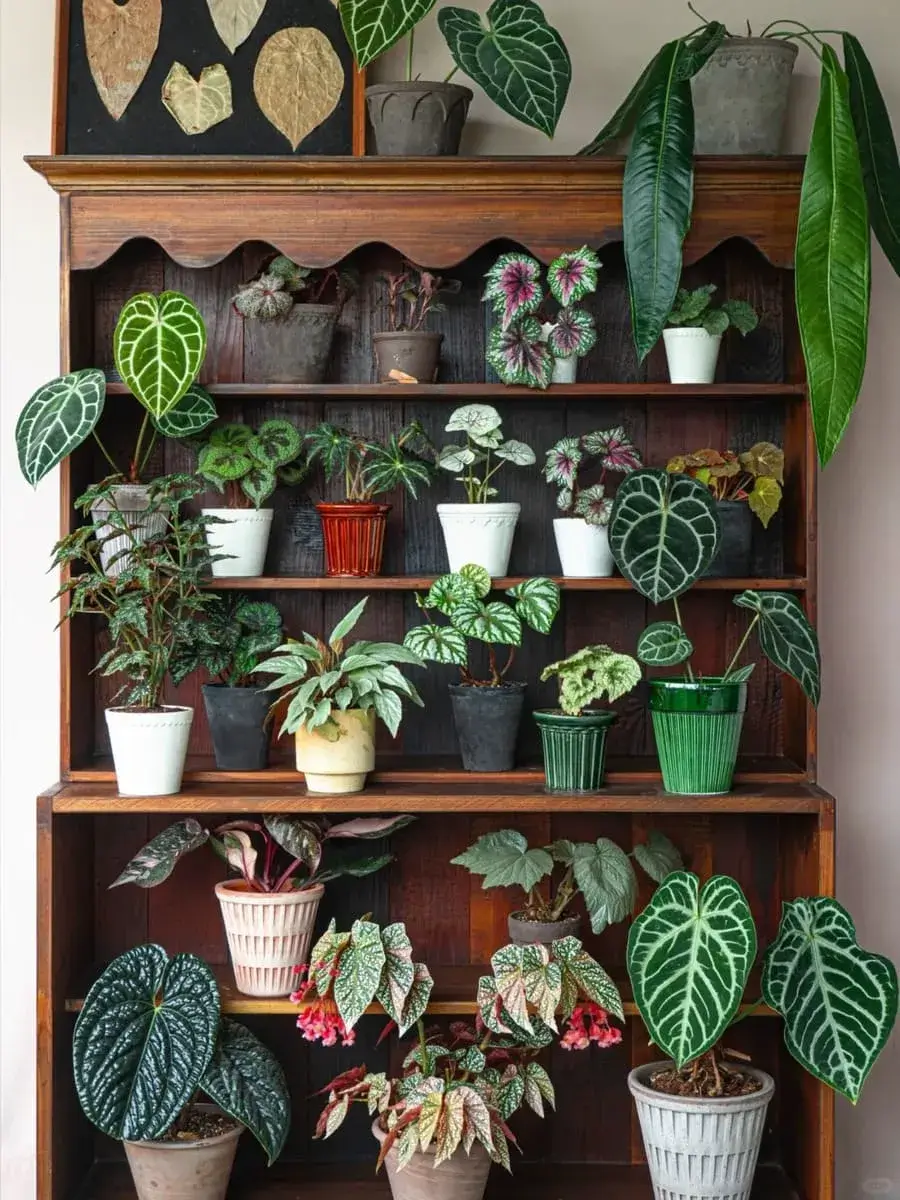 alocasiaplant.com My Home, My Companions (8)