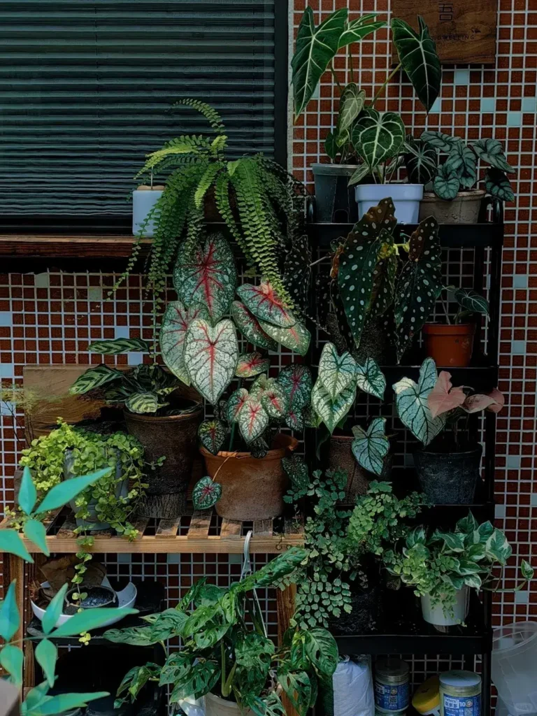 alocasiaplant.com My Home, My Companions (8)