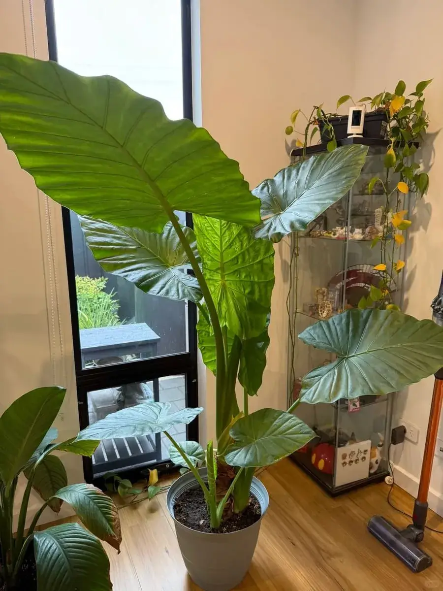alocasiaplant.com My Home, My Companions (8)