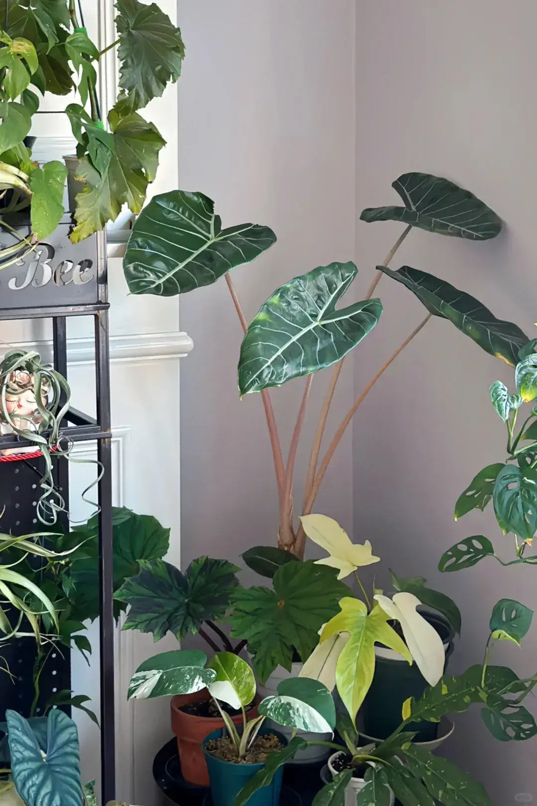 alocasiaplant.com My Home, My Companions (8)