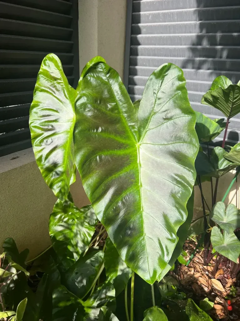 alocasiaplant.com My Home, My Companions (8)