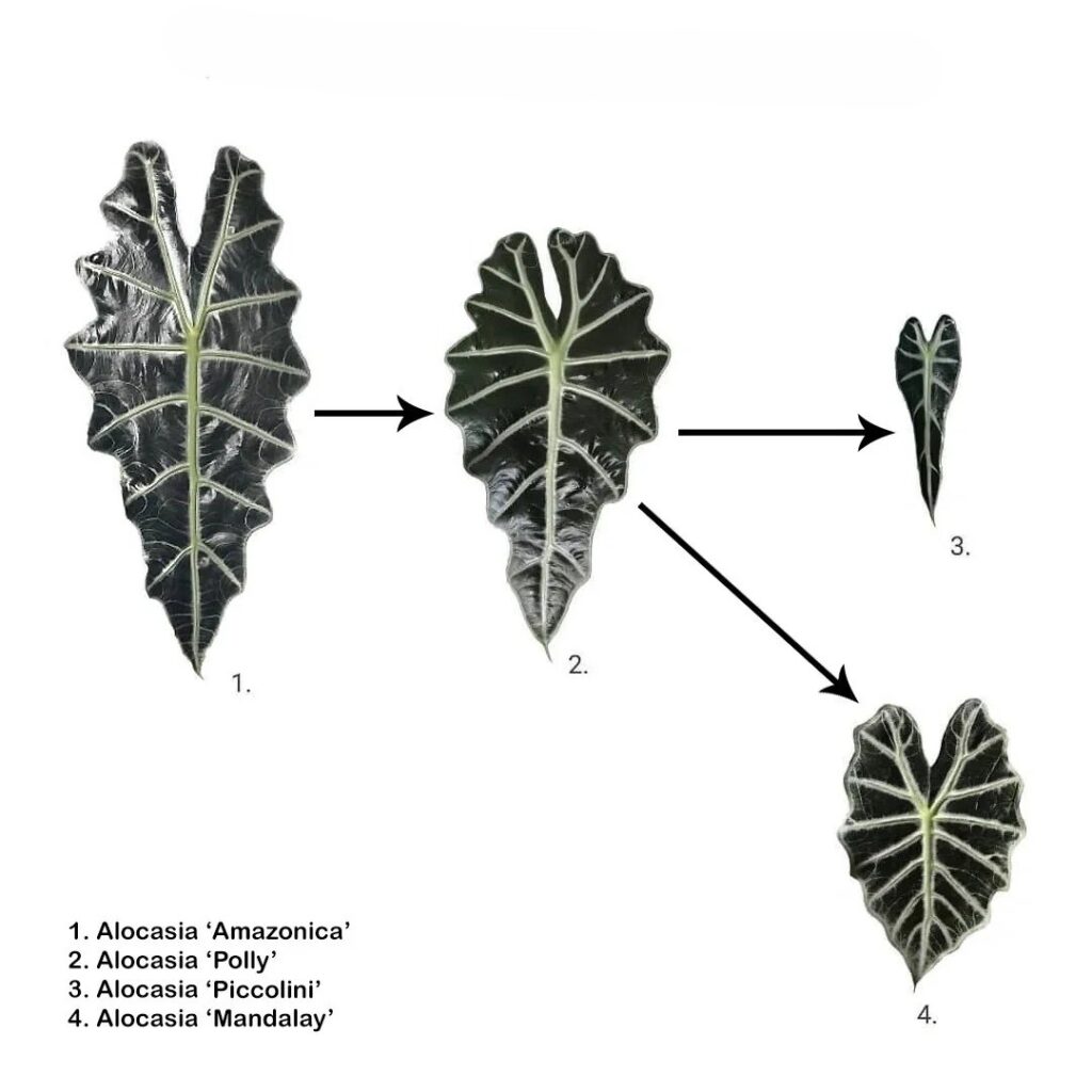Naming Explained Amazonica Polly Bambino Mandalay — How I Finally Made Sense of Them