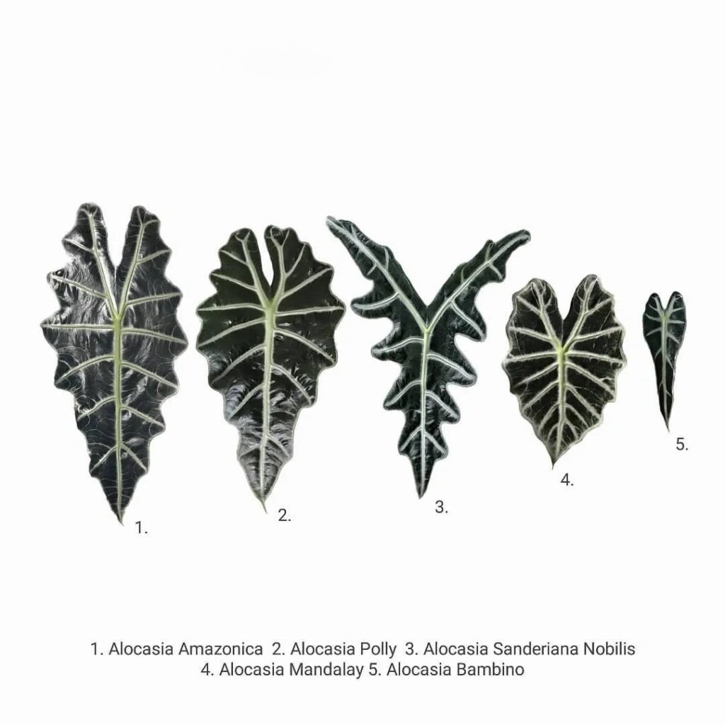 Naming Explained Amazonica Polly Bambino Mandalay — How I Finally Made Sense of Them 2