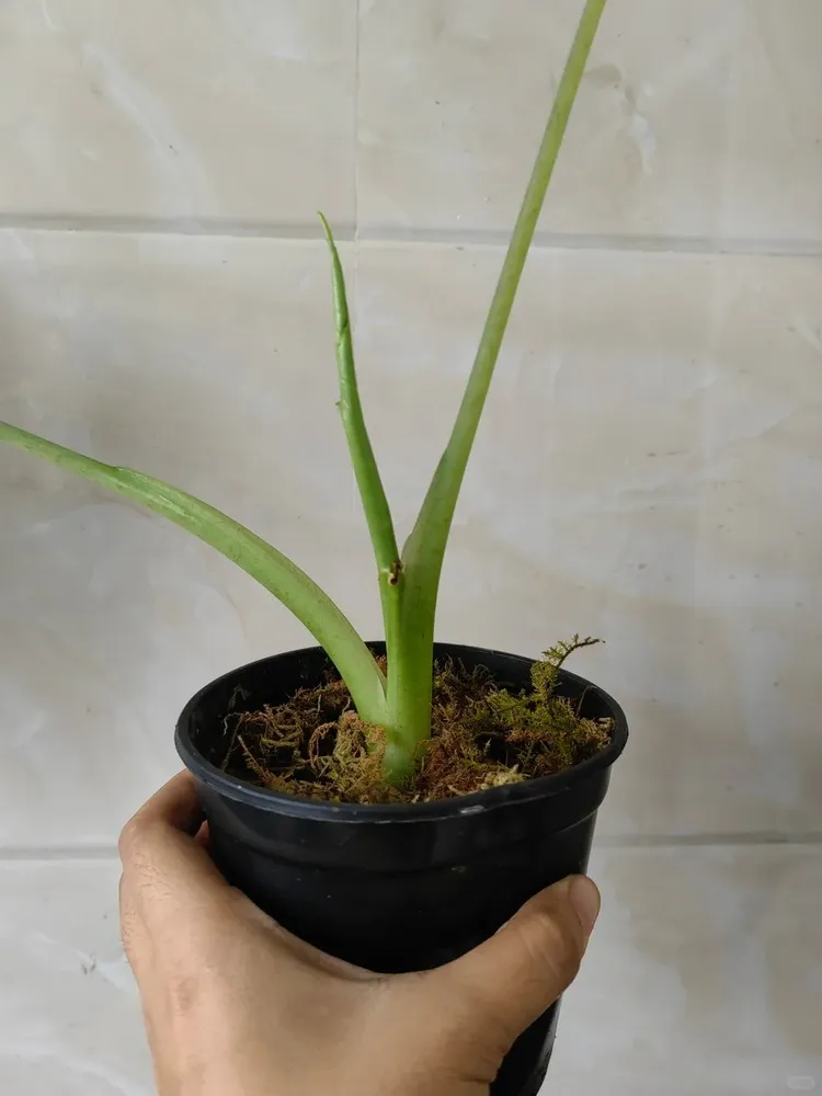 Alocasia stem cutting showing new shoots after rooting successfully in a small pot.