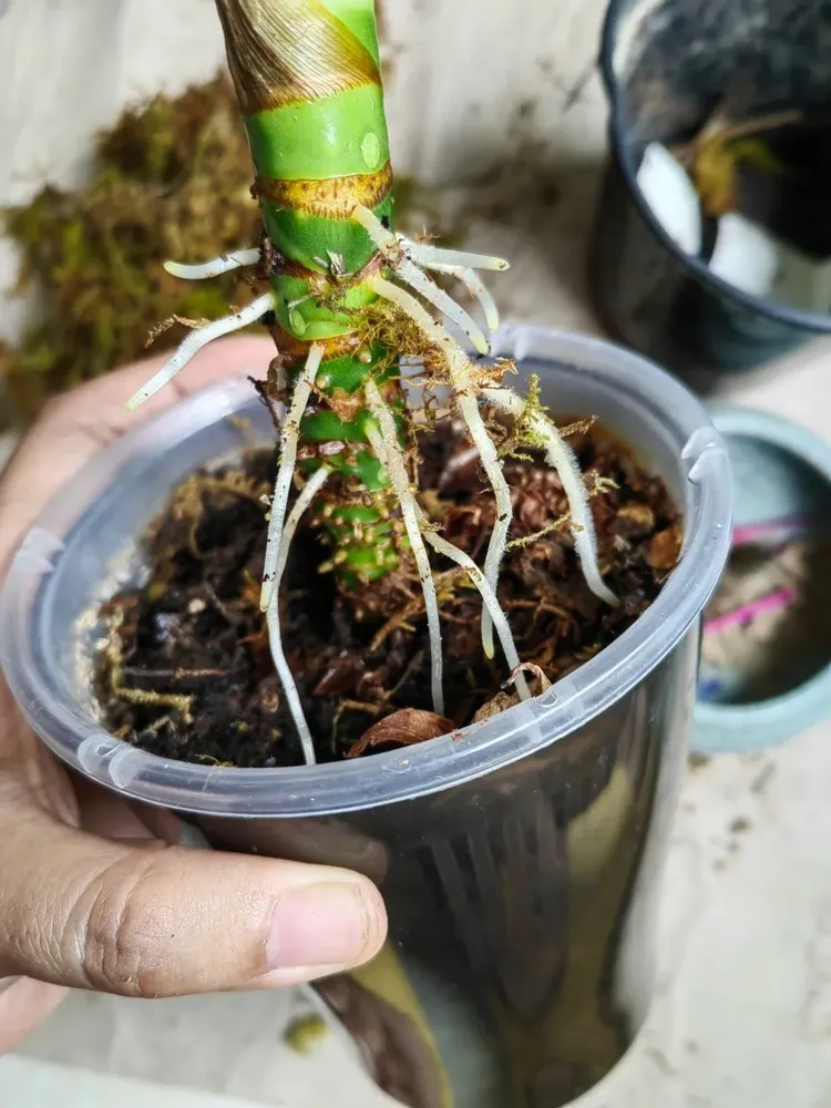 Close-up of fresh white roots emerging from an Alocasia stem before propagation.