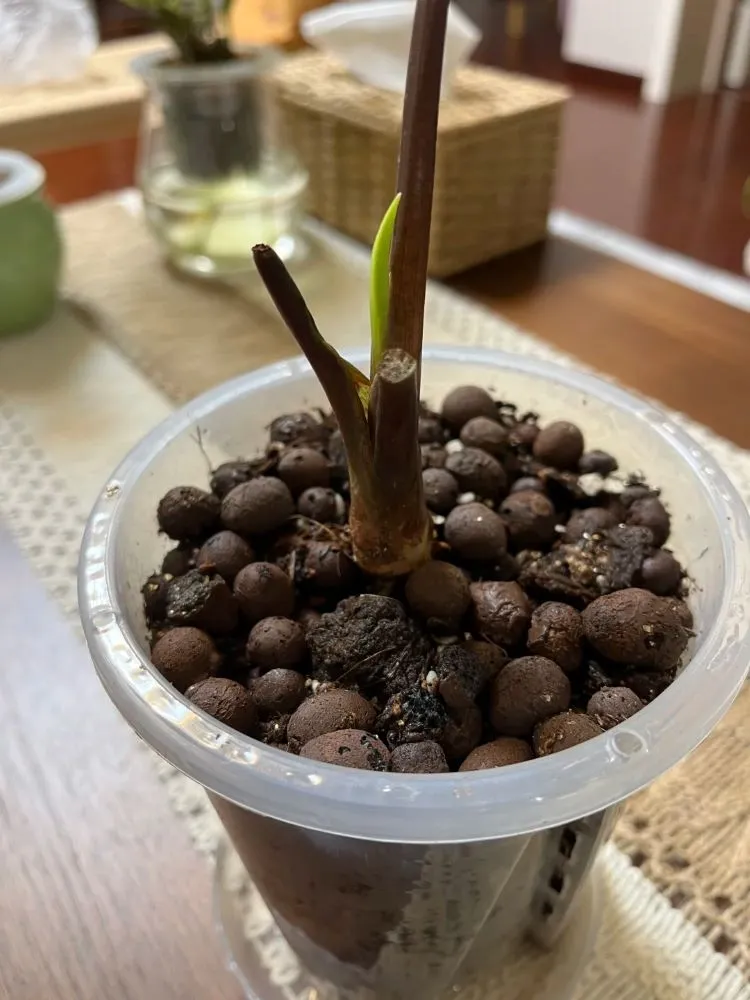 Close-up of an Alocasia stump pushing out a fresh green shoot after being fully trimmed back.