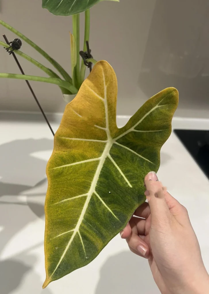 Close-up of an older Alocasia Frydek leaf turning yellow after the plant produced a flower spike