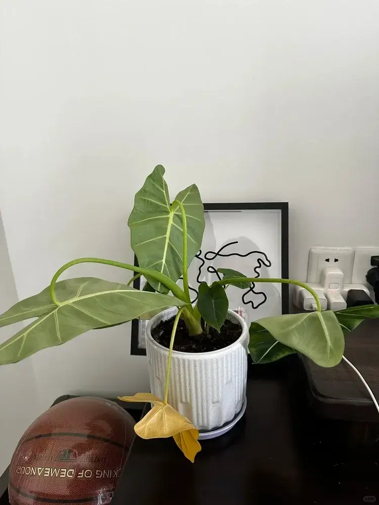 Alocasia Leaves Drooping? Here’s How to Revive Them 5 Overwatering (Root Suffocation) (2)