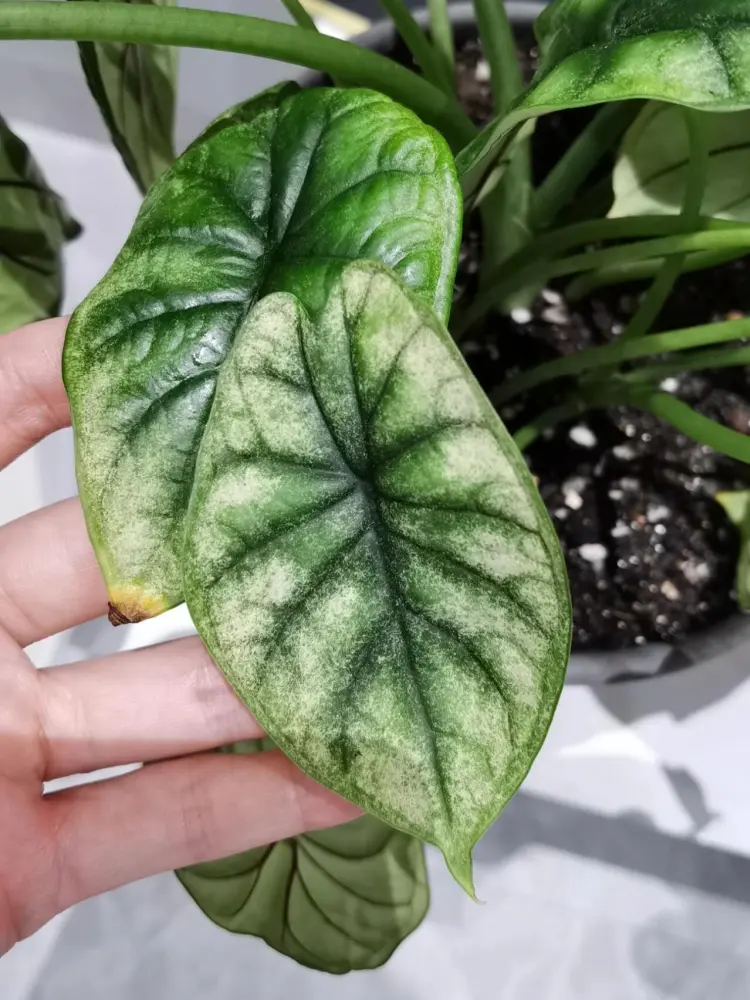 Close-up of a pale Alocasia Dragon Scale leaf with washed-out color and a brown leaf tip