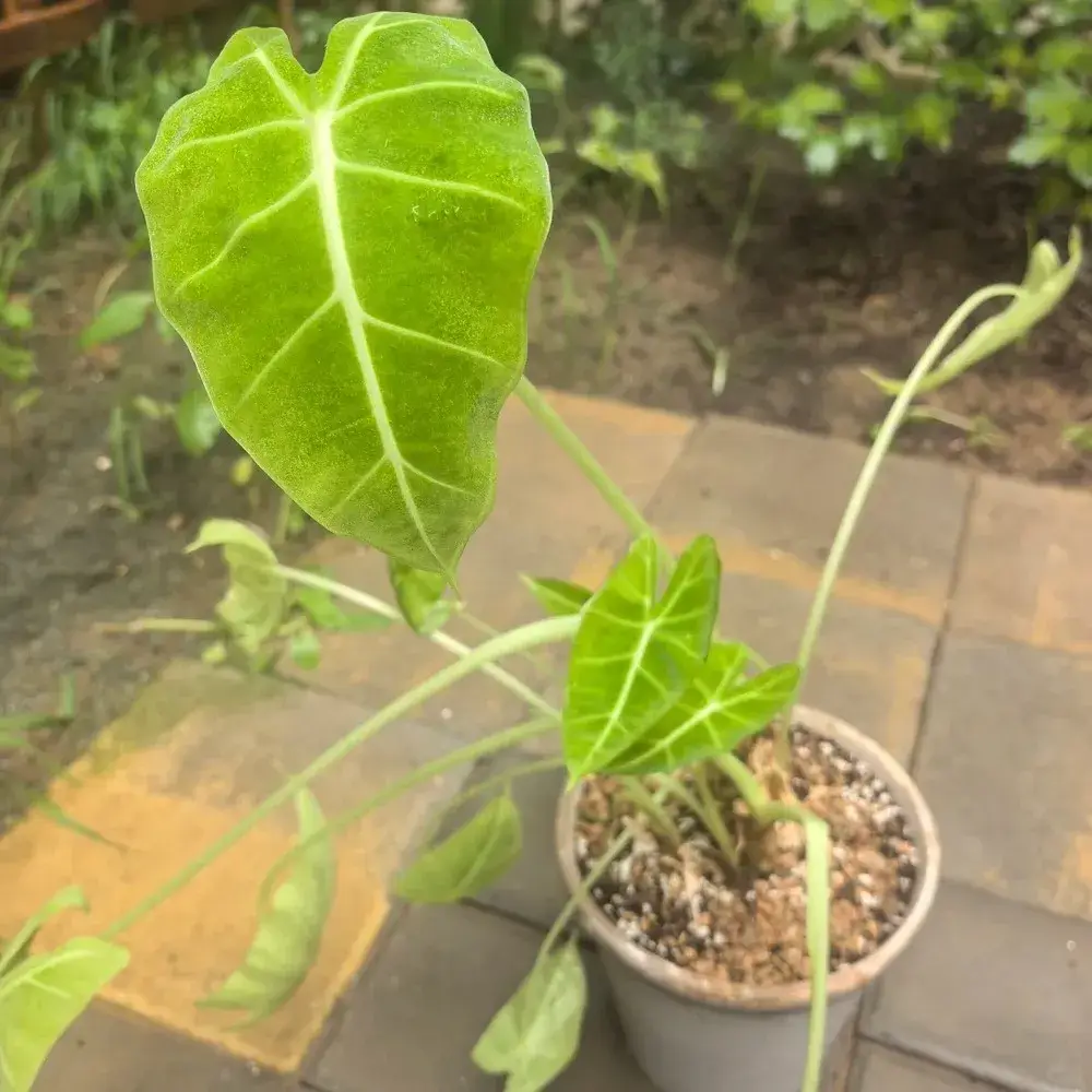 Alocasia Leaves Drooping? Here’s How to Revive Them 6 Pest Infestation — When Drooping Comes with Webs