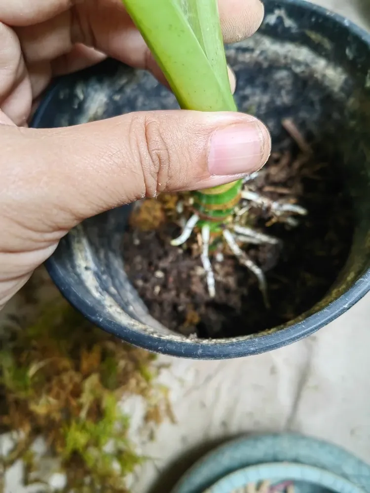 Hand placing an Alocasia stem cutting with roots into a small pot of loose propagation mix.