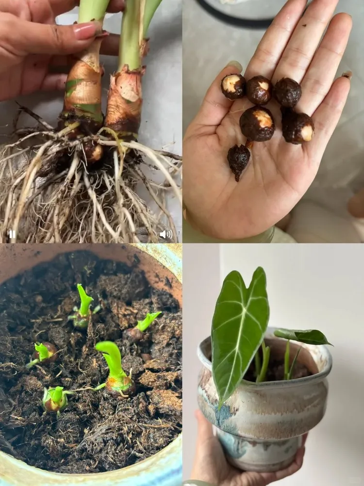 Propagation Season (Spring)