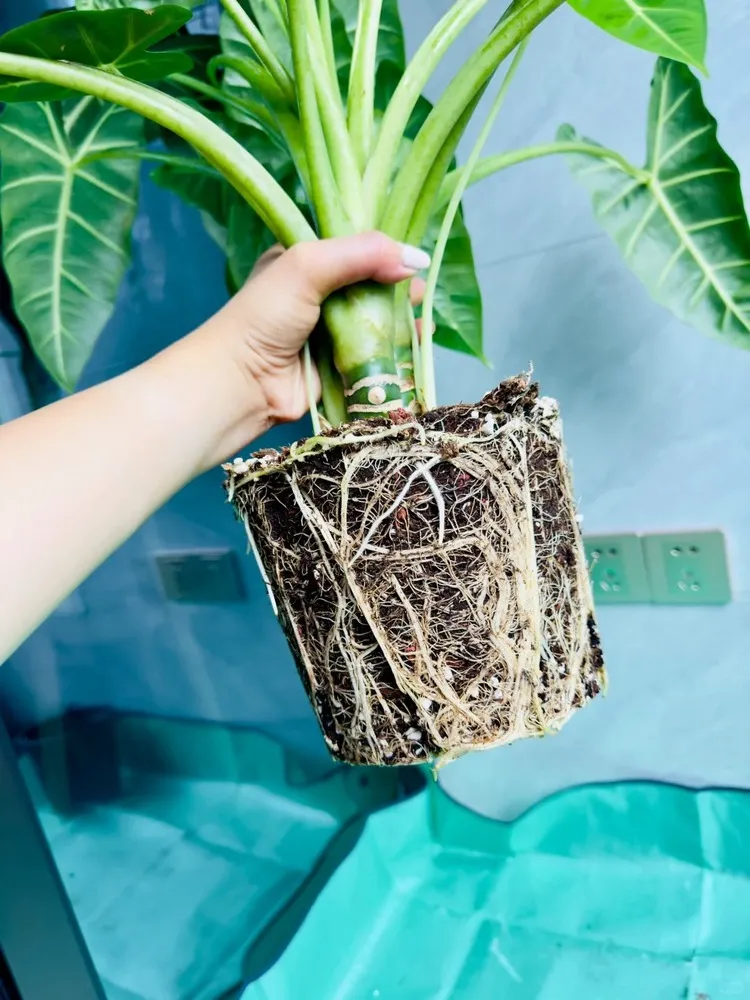Repotting Rhythm