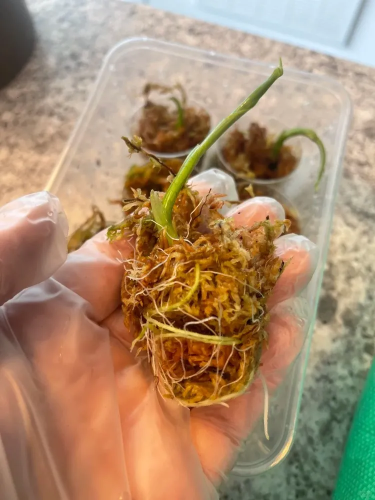 Alocasia corm with new roots forming, wrapped tightly in moist sphagnum moss.