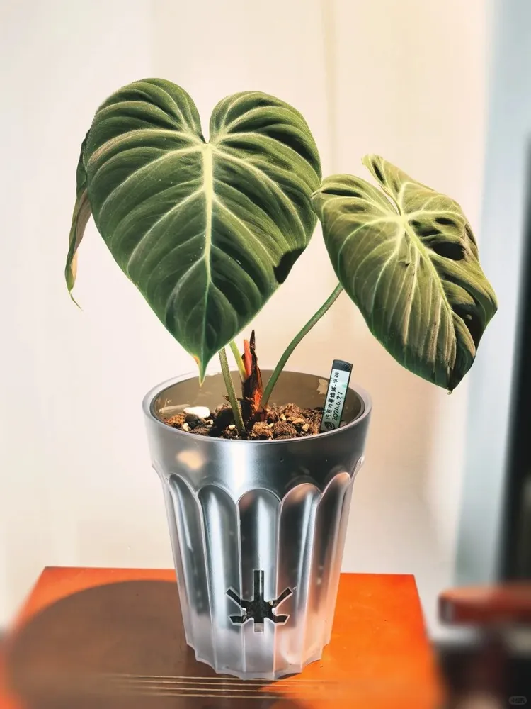 Self-Watering Pots (2)