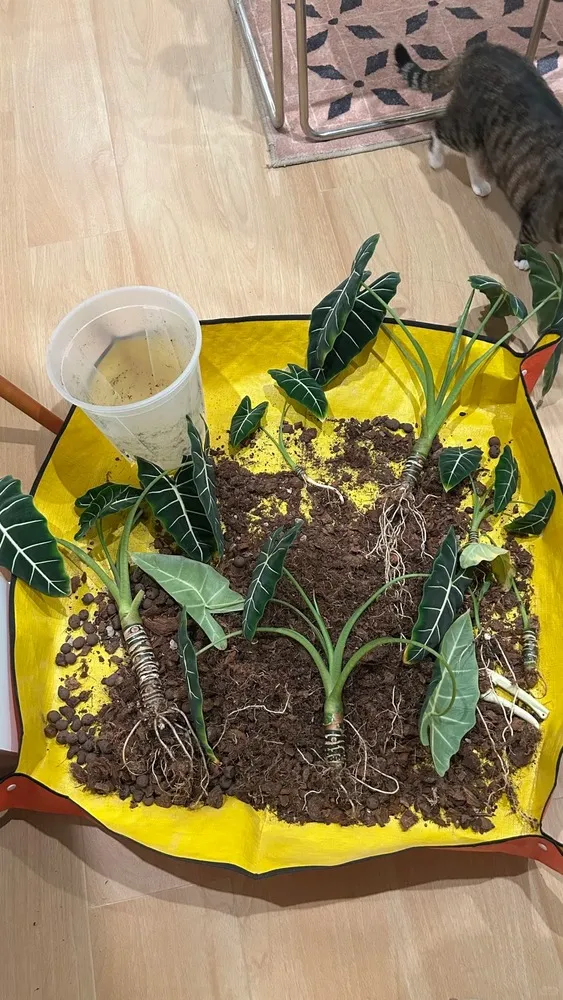 Several Alocasia offsets laid out with their roots exposed after being separated from the mother plant.