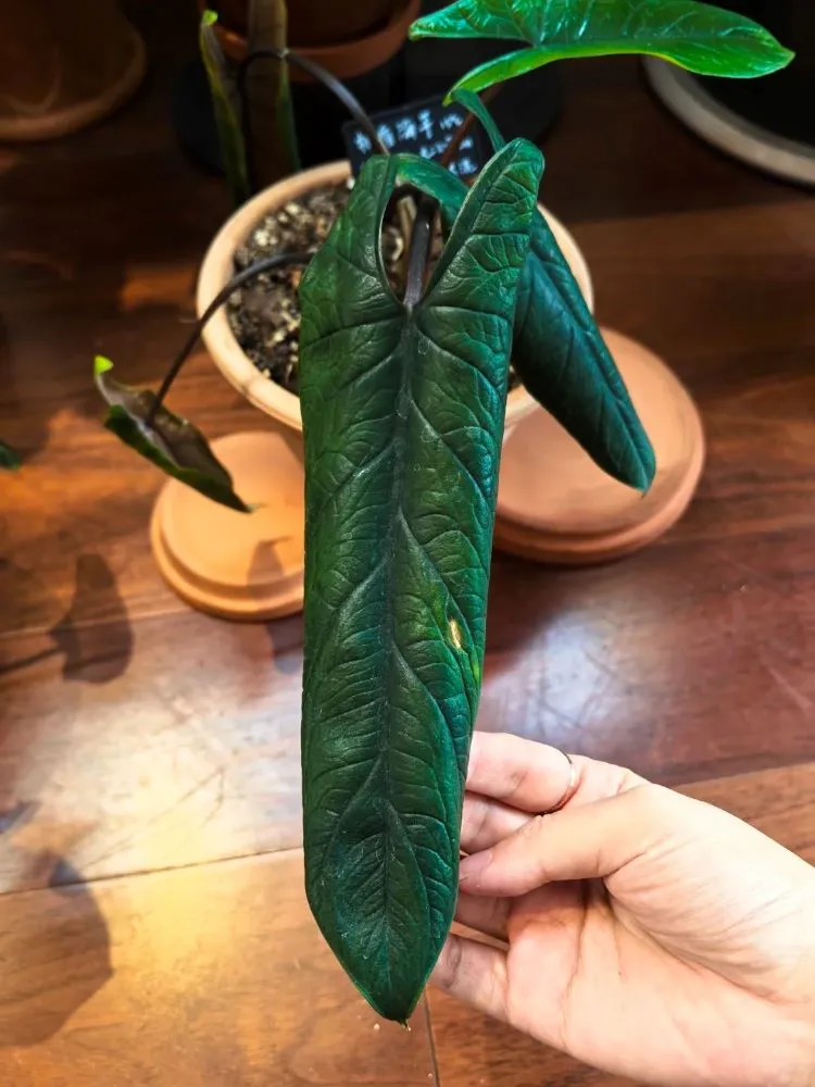 Alocasia leaf showing severe inward curling, forming a tube shape due to stress such as underwatering or low humidity