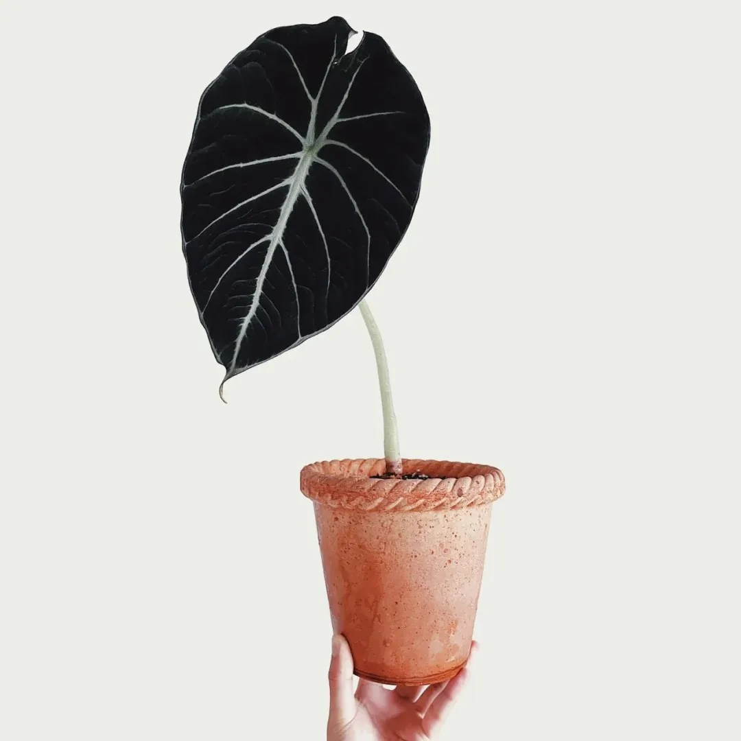 A minimal-style Alocasia Black Velvet with one long-stemmed dark leaf in a terracotta pot, held up by hand.