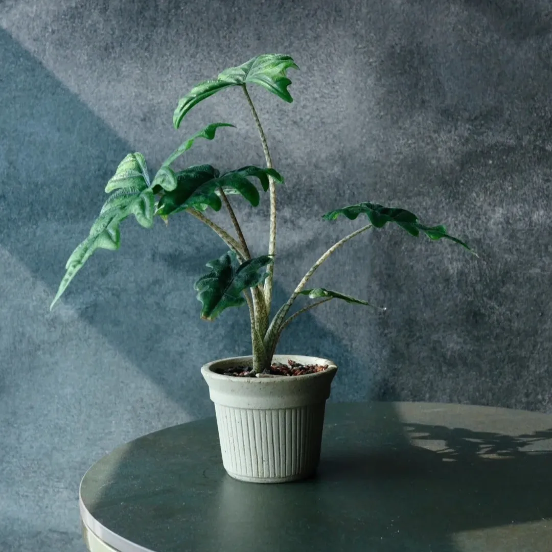 Small Alocasia Jacklyn houseplant placed on a table with soft natural light highlighting its textured, split-leaf shape.