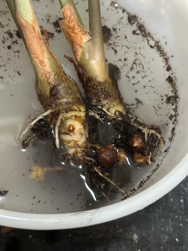 Step 2 — Wash and Inspect the Roots Under Bright Light