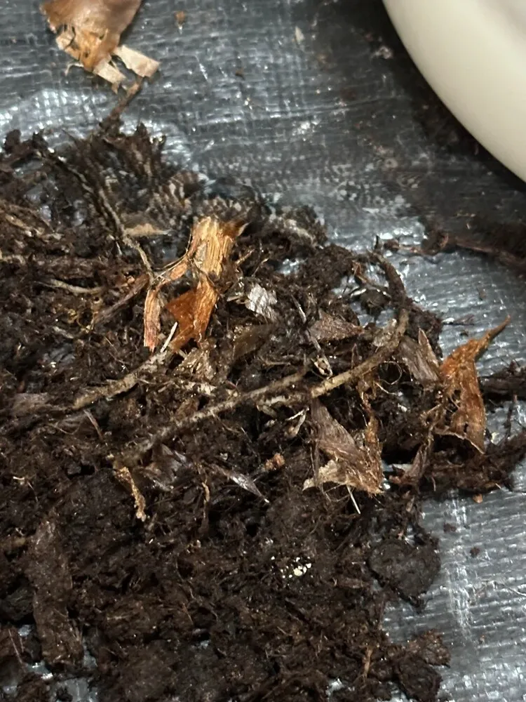 Step 3 — Cut ALL Rotten Roots (Be Ruthless)