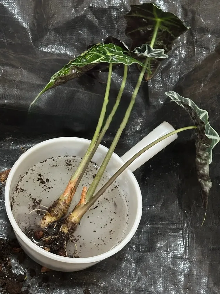 Step 4 — Treat the Roots With Fungicide or Hydrogen Peroxide
