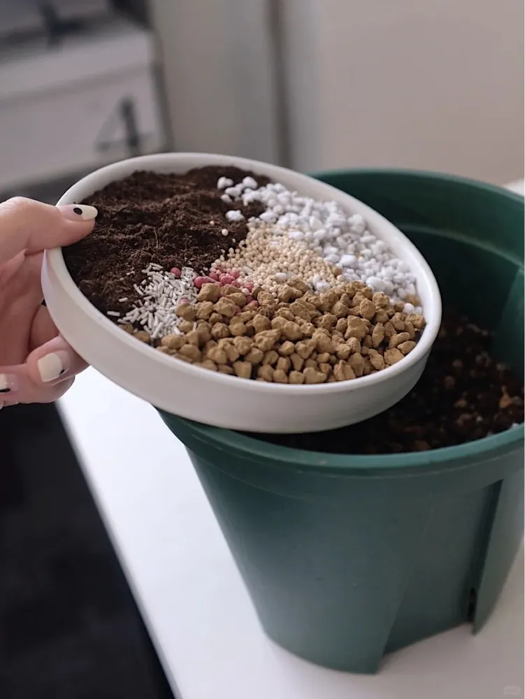 Step 5 — Repot Into Fresh, Airy Soil (the “Breathing Mix”) (2)