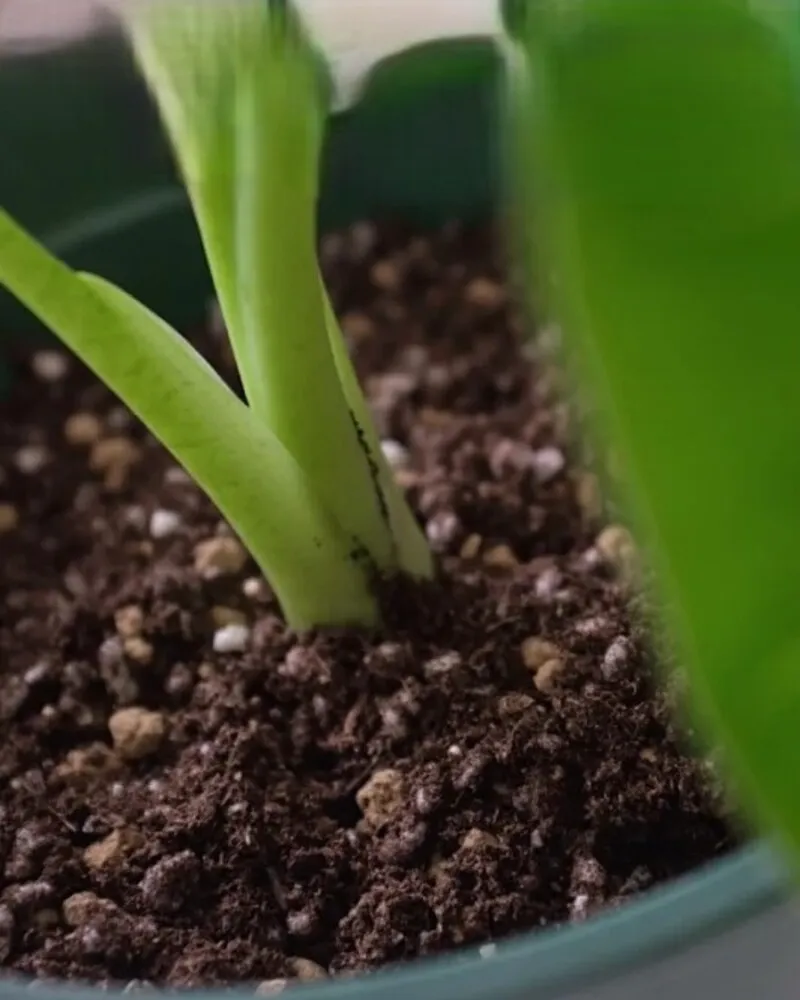 Step 6 — Use the Shallow Planting Method