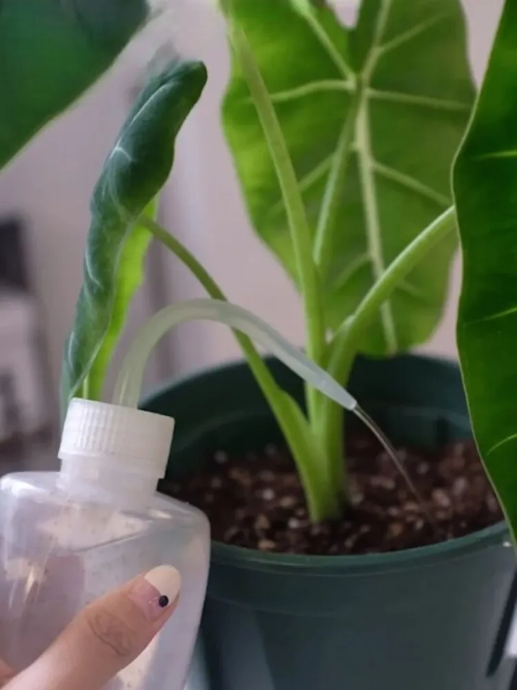 Step 7 — Start With a Light Fungicide Watering, Then Hold Water for 7–10 Days