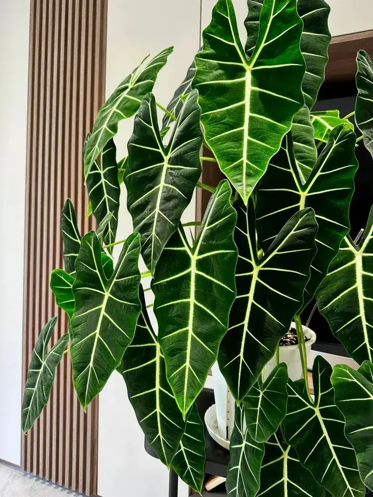 A large, mature Alocasia Frydek with dense dark-green foliage growing indoors.