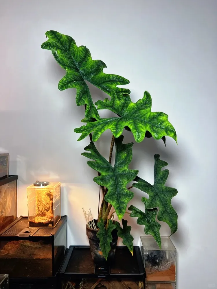 A tall, slightly leggy Alocasia Jacklyn with elongated stems and deeply lobed leaves growing beside terrarium enclosures.