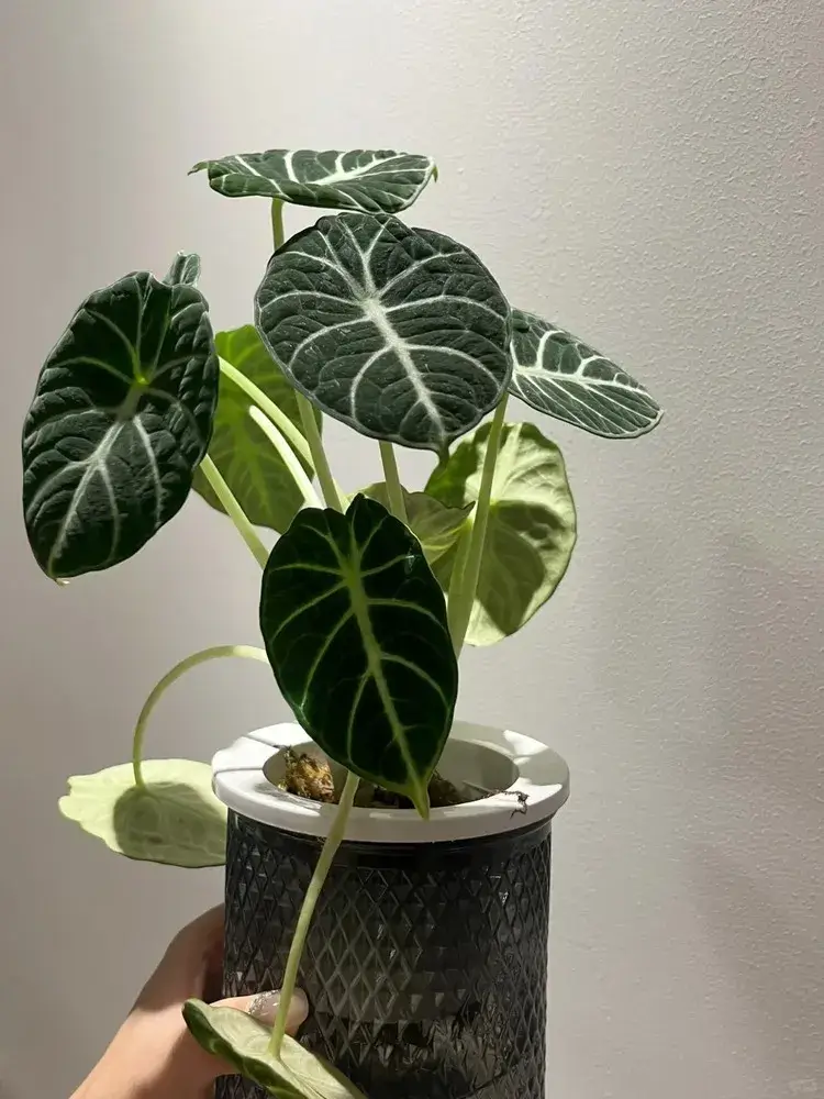 Alocasia Leaves Drooping? Here’s How to Revive Them 8 Transplant or Environment Shock