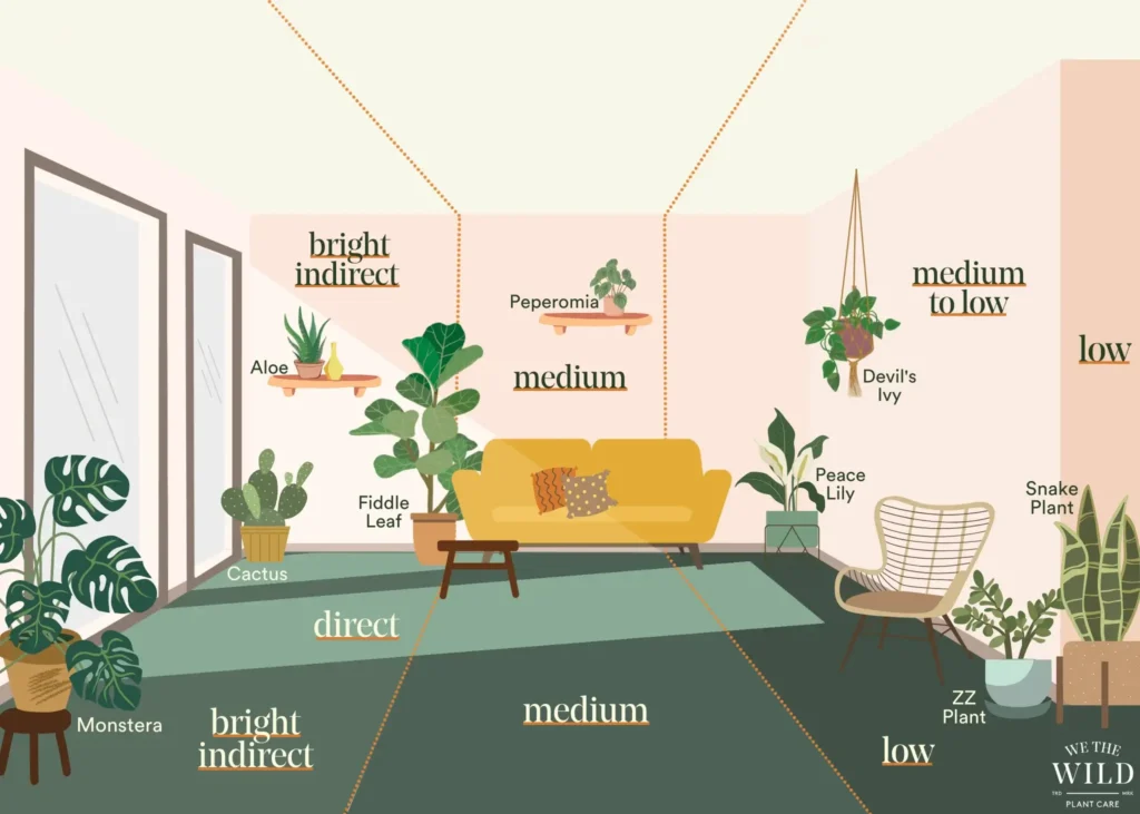 Understanding Alocasias Native Light Needs