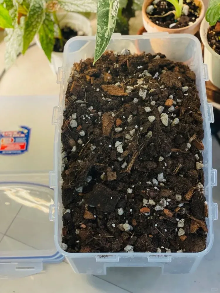 Understanding Alocasia’s Root & Soil Needs
