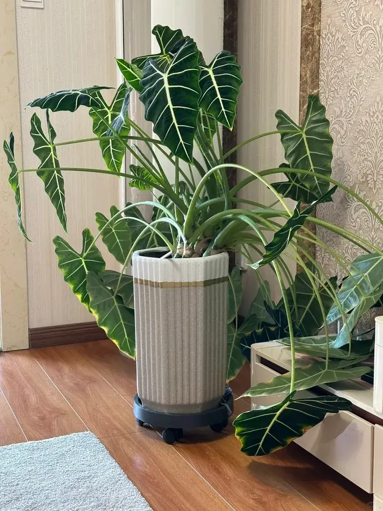 Alocasia Leaves Drooping? Here’s How to Revive Them 4 Underwatering (Dehydration Stress)