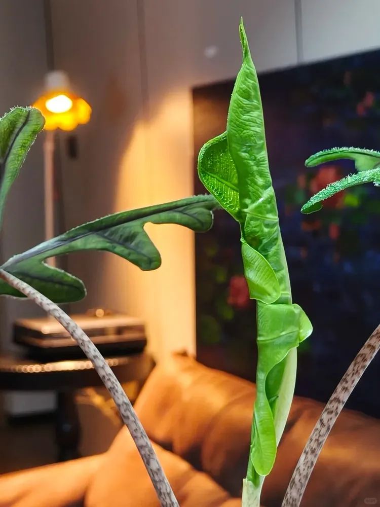 A new Alocasia Jacklyn leaf in the middle of unfurling, showing its curled texture and speckled petioles.