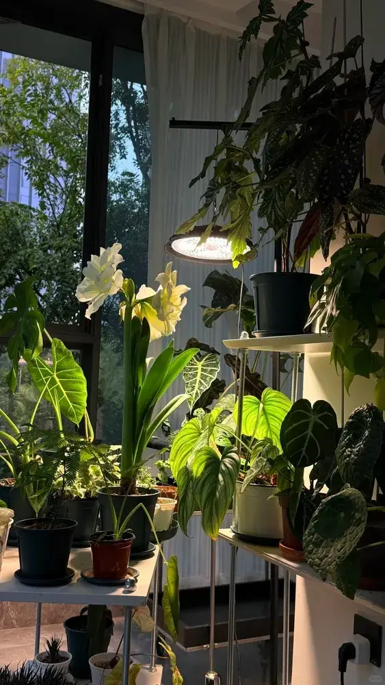 Using Grow Lights for Alocasia