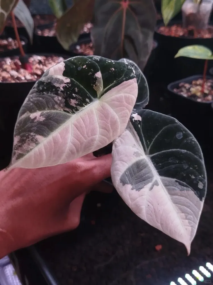 Variegated Alocasia Black Velvet pink_1_