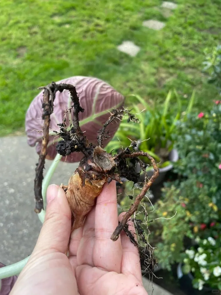 What Causes True Root Rot (Actual Decay)