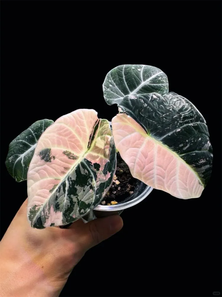 Variegated Alocasia Black Velvet with Pink and White Marbling