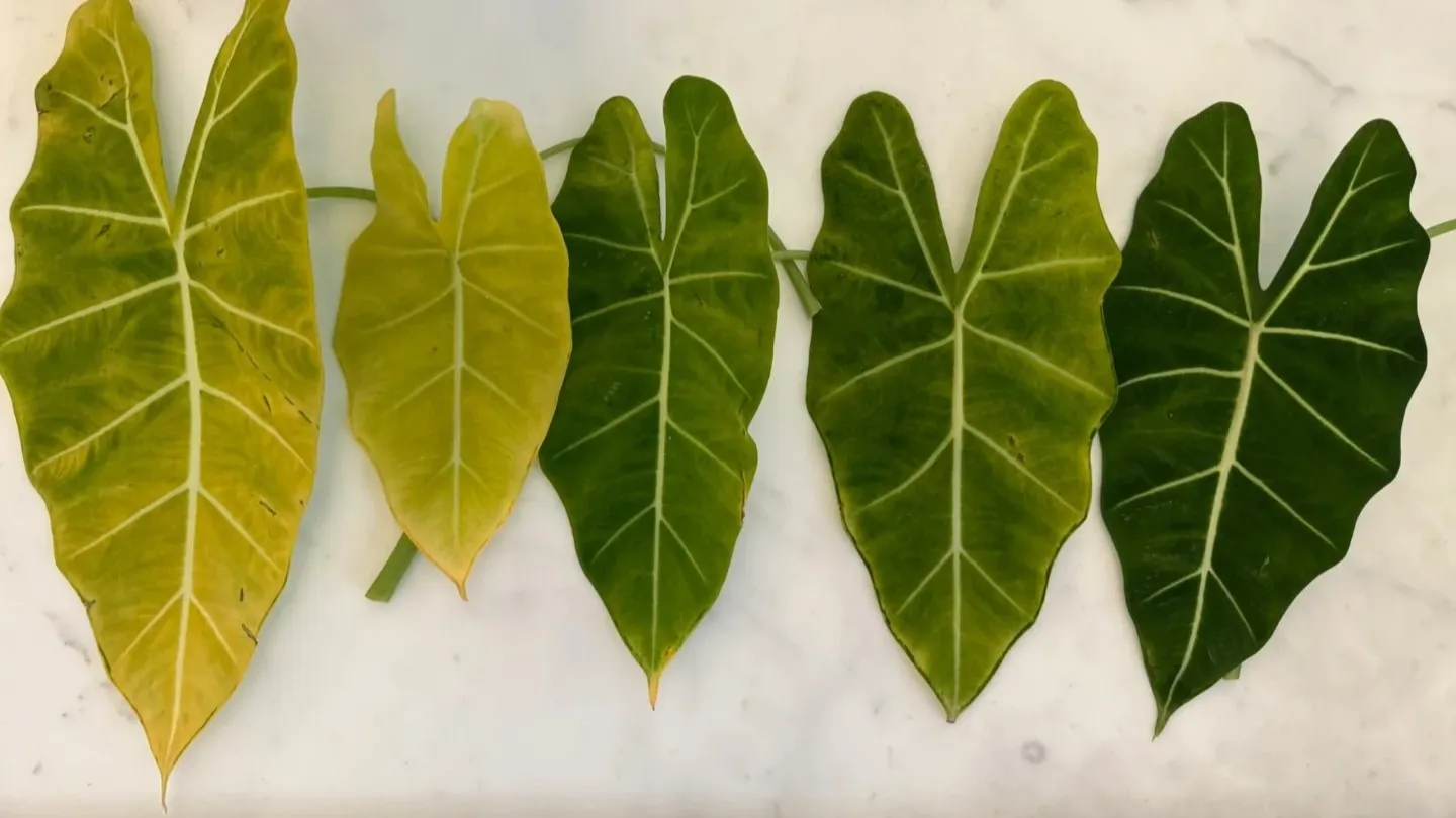 Why Are My Alocasia Leaves Turning Yellow 7 Common Causes