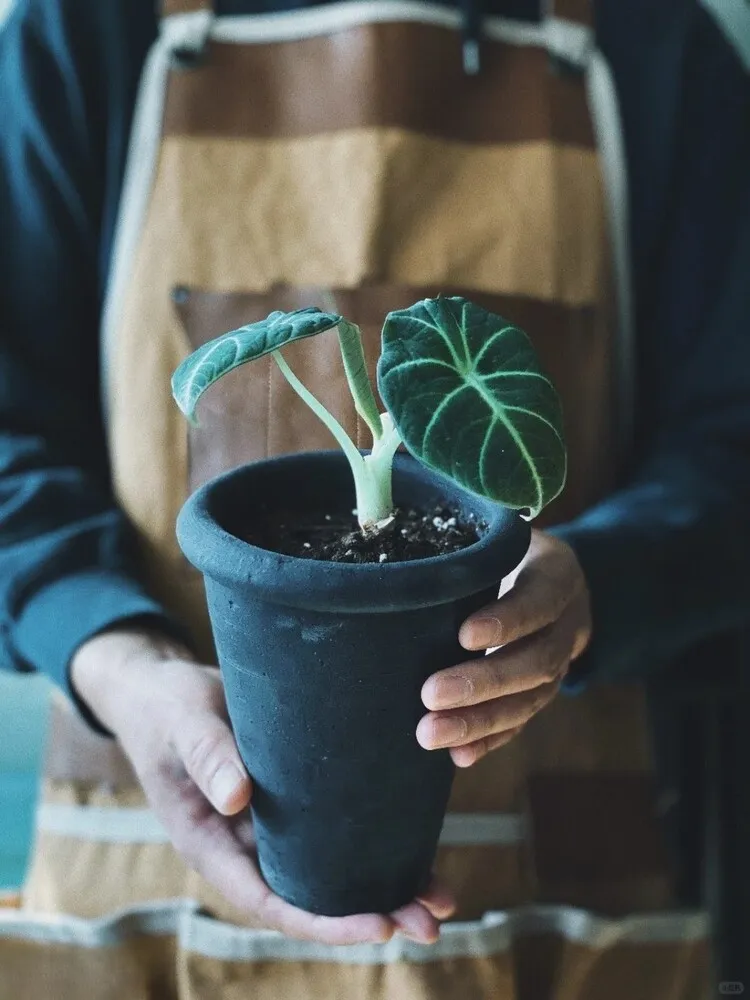 A small Alocasia Black Velvet seedling held in hands, planted in a matte black pot, displaying its soft dark leaves and pale stems.
