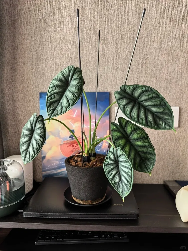 Young Alocasia Dragon Scale plant with firm, textured leaves placed on a desk with gentle natural light.
