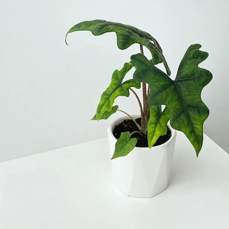 Young Alocasia Jacklyn growing in a white geometric pot, showing its signature narrow and deeply lobed leaves.