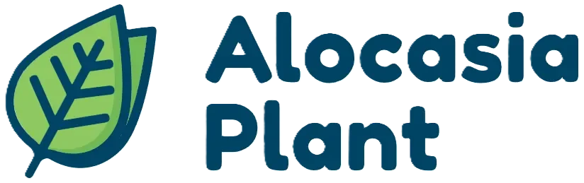 Alocasia Plant