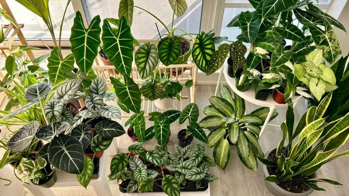 9 Beginner-Friendly Alocasia Varieties